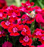 DIANTHUS deltoides 'Brilliant' (Maiden Pinks, Bright Rose)