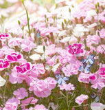 DIANTHUS deltoides (Maiden Pinks, Mixed)