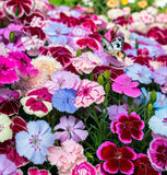 DIANTHUS hybridus 'Large Flowered Mix' (Dianthus - Large Flowered Mix)