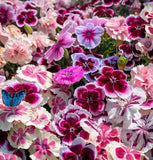 DIANTHUS hybridus 'Large Flowered Mix' (Dianthus - Large Flowered Mix)