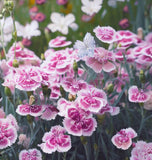 DIANTHUS plumarius (Cottage Pinks)