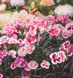 DIANTHUS plumarius (Cottage Pinks)