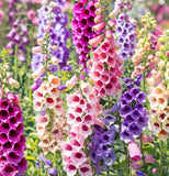 Digitalis purpurea 'Excelsior Mix' (Foxglove, Mixed - Excelsior Mix)