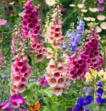 Digitalis purpurea 'Excelsior Mix' (Foxglove, Mixed - Excelsior Mix)