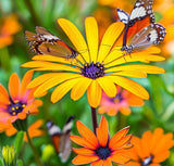 Dimorphotheca sinuata (African Daisy, Stick)