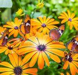 Dimorphotheca sinuata (African Daisy, Stick)