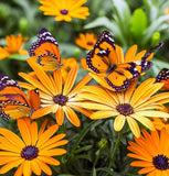 Dimorphotheca sinuata (African Daisy, Flake)