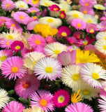 Dorotheanthus bellidiformis (Annual Iceplant, Mixed)