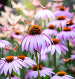 ECHINACEA Pallida (Pale Purple Coneflower)