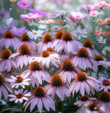 ECHINACEA Pallida (Pale Purple Coneflower)