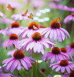 ECHINACEA angustifolia (Narrow-Leaf Purple Coneflower)