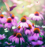 ECHINACEA angustifolia (Narrow-Leaf Purple Coneflower)