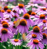 ECHINACEA tennesseensis (Tennessee Purple Coneflower)