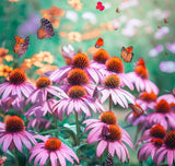 ECHINACEA tennesseensis (Tennessee Purple Coneflower)