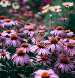 ECHINACEA tennesseensis (Tennessee Purple Coneflower)