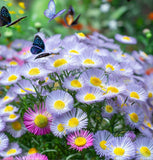 ERIGERON speciosus (Fleabane Daisy)