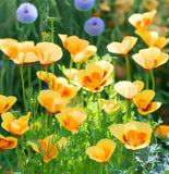 ESCHSCHOLZIA caespitosa (California Poppy, Dwarf)