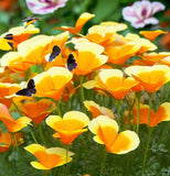 ESCHSCHOLZIA caespitosa (California Poppy, Dwarf)