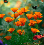 ESCHSCHOLZIA californica 'Mikado' (California Poppy, Dark Orange - Mikado)