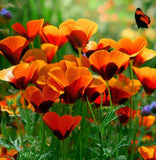 ESCHSCHOLZIA californica 'Mikado' (California Poppy, Dark Orange - Mikado)