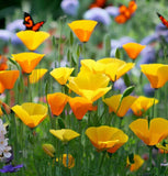 ESCHSCHOLZIA californica (California Poppy, Formula Mix)