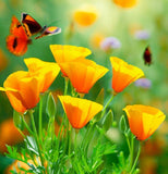 ESCHSCHOLZIA californica (California Poppy, Formula Mix)