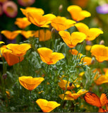 ESCHSCHOLZIA californica 'Golden West' (California Poppy, Gold - Golden West)