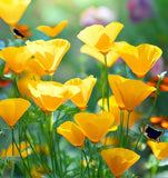 ESCHSCHOLZIA californica 'Golden West' (California Poppy, Gold - Golden West)