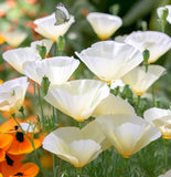 ESCHSCHOLZIA californica 'Ivory Castle'  (California Poppy, White - Ivory Castle)