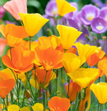 ESCHSCHOLZIA californica 'Mission Bells' (California Poppy, Semi-Double Mix  - Mission Bells)