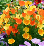 ESCHSCHOLZIA californica 'Mission Bells' (California Poppy, Semi-Double Mix  - Mission Bells)