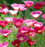 ESCHSCHOLZIA californica 'Purple Gleam' (California Poppy, Purple - Purple Gleam)