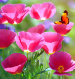 ESCHSCHOLZIA californica 'Purple Gleam' (California Poppy, Purple - Purple Gleam)