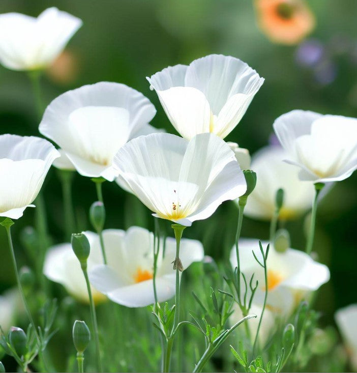ESCHSCHOLZIA californica 'White Linen' (California Poppy, White - White Linen)