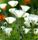 ESCHSCHOLZIA californica 'White Linen' (California Poppy, White - White Linen)