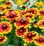 GAILLARDIA aristata (Blanketflower)