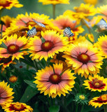 GAILLARDIA aristata (Yellow Gaillardia)