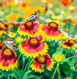 GAILLARDIA pulchella (Indian Blanket)