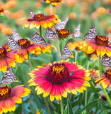 GAILLARDIA pulchella (Indian Blanket)