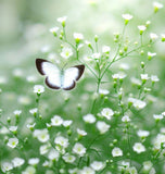 GYPSOPHILA elegans (Baby's Breath, Annual)