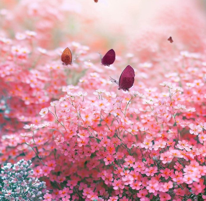 Pink Baby's Breath Seeds For Planting (Gypsophila elegans)