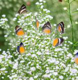 GYPSOPHILA paniculata (Baby's Breath, Perennial)