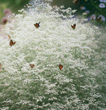 GYPSOPHILA paniculata (Baby's Breath, Perennial)