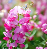 HEDYSARUM boreale (Utah Sweetvetch)