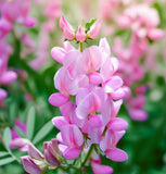 HEDYSARUM boreale (Utah Sweetvetch)