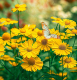 HELENIUM amarum (Dwarf Helenium)