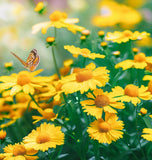 HELENIUM amarum (Dwarf Helenium)