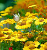 HELENIUM autumnale (Autumn Sneezeweed)