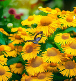 HELENIUM autumnale (Autumn Sneezeweed)