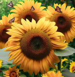 HELIANTHUS Annuus Grey Stripe (Sunflower, Grey Stripe)